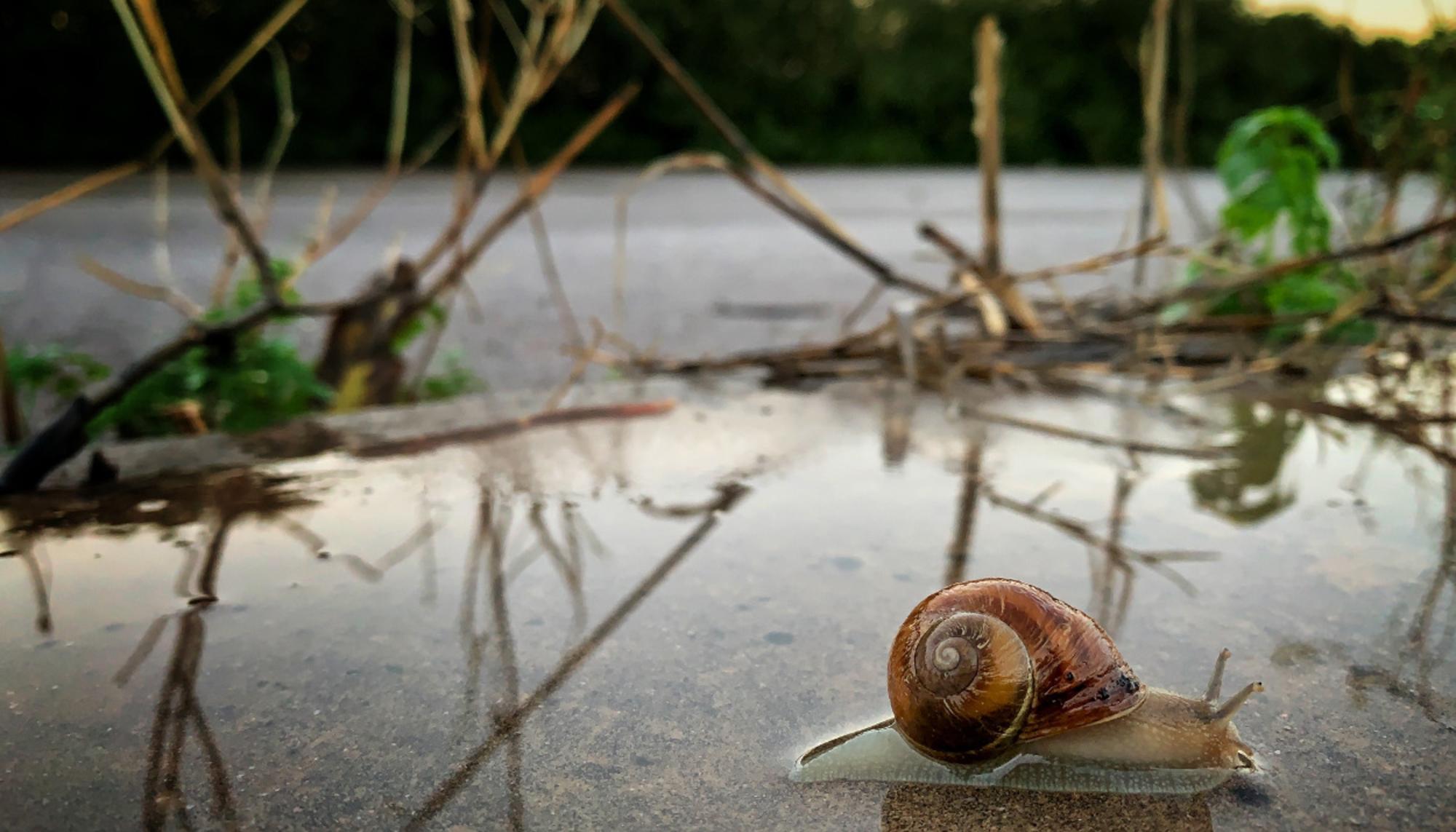 Caracol